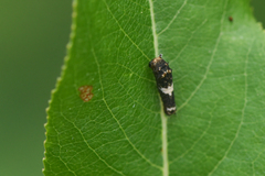 Papilioninae