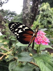 Heliconius