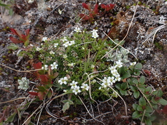Cherleria