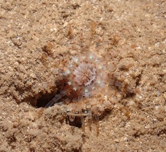 Isarachnanthus
