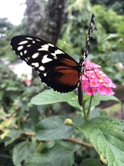 Heliconius
