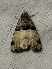 Cobubatha dividua