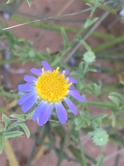 Dieteria canescens