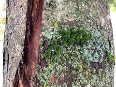 Orthotrichaceae