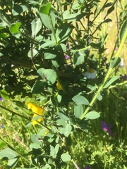 Cytisus grandiflorus