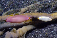 Naviculavolva deflexa