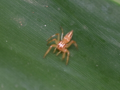 Chira