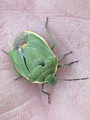 Chlorochroa