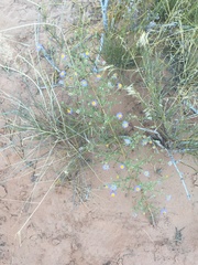Dieteria canescens