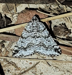 Macaria schatzeata