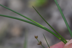 Juncus