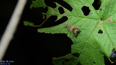 Grapholita delineana