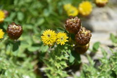 Trifolium badium