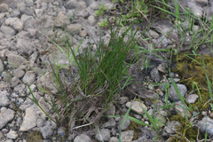 Juncus