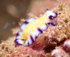 Hypselodoris imperialis