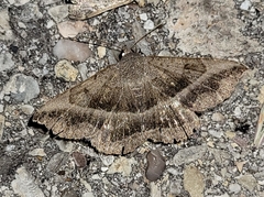 Lesmone griseipennis