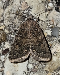Protorthodes alfkenii