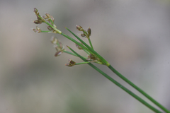 Juncus