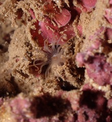 Ceriantharia