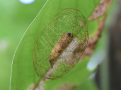 Leucotmemis nexa