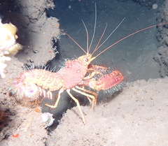 Enoplometopus occidentalis