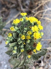 Heterotheca grandiflora