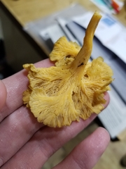 Craterellus lutescens