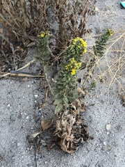 Heterotheca grandiflora