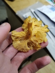 Craterellus lutescens