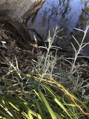 Senecio quadridentatus