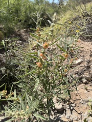 Sphaeralcea hastulata