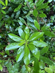 Rhododendron ponticum