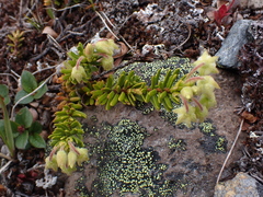 Phyllodoce glanduliflora