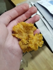 Craterellus lutescens