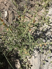 Sphaeralcea hastulata