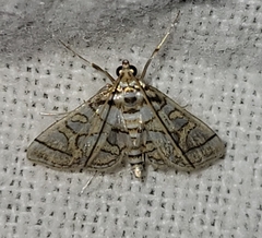 Pseudopyrausta santatalis