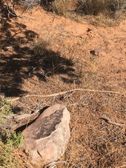 Pituophis catenifer deserticola