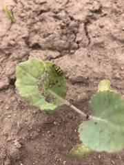 Diabrotica balteata