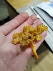 Craterellus lutescens