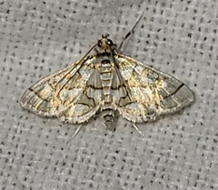 Pseudopyrausta santatalis