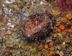 Cypraeidae