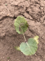 Diabrotica balteata