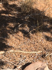 Pituophis catenifer deserticola
