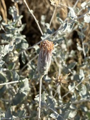 Brickellia incana