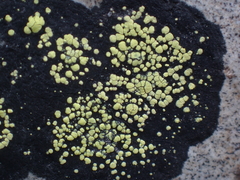 Rhizocarpon