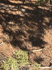 Pituophis catenifer deserticola