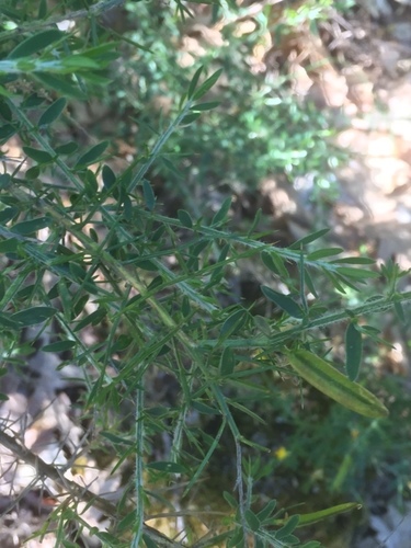Image of Genista falcata by (c) Andre Hosper, some rights reserved (CC BY)