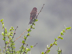 Carpodacus pulcherrimus