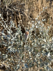 Brickellia incana
