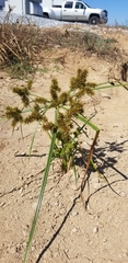 Cyperus erythrorhizos
